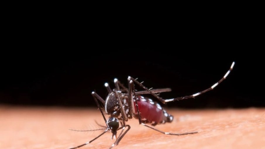 São Paulo tem dois registros de infecção por malária