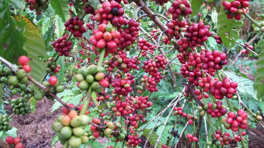 Valor do café atingiu maior nível desde 2014. Açúcar já está cerca de 30% mais caro