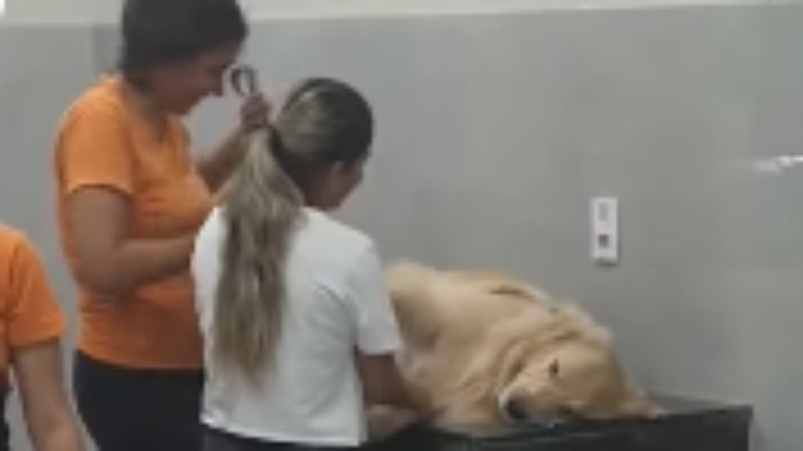 Golden%20Retriever%20n%C3%A3o%20quer%20ir%20para%20casa%20ap%C3%B3s%20banho