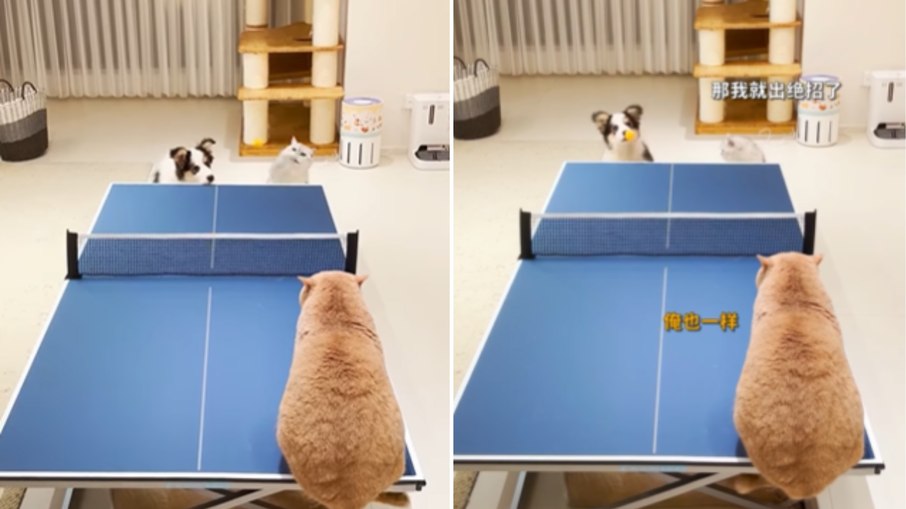 Partida entre gatos e cachorro no pingue-pongue diverte a web Partida entre gatos e cachorro no pingue-pongue diverte a web