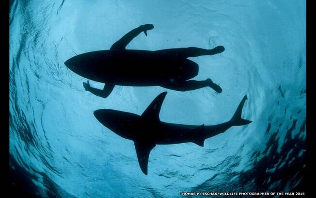 Desde 1992, foram registrados 64 ataques de tubarão nas praias de Recife. 