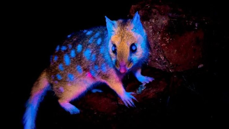 Marsupial%20que%20brilha%20no%20escuro%20%C3%A9%20visto%20pela%201%C2%AA%20vez%20na%20Tasm%C3%A2nia