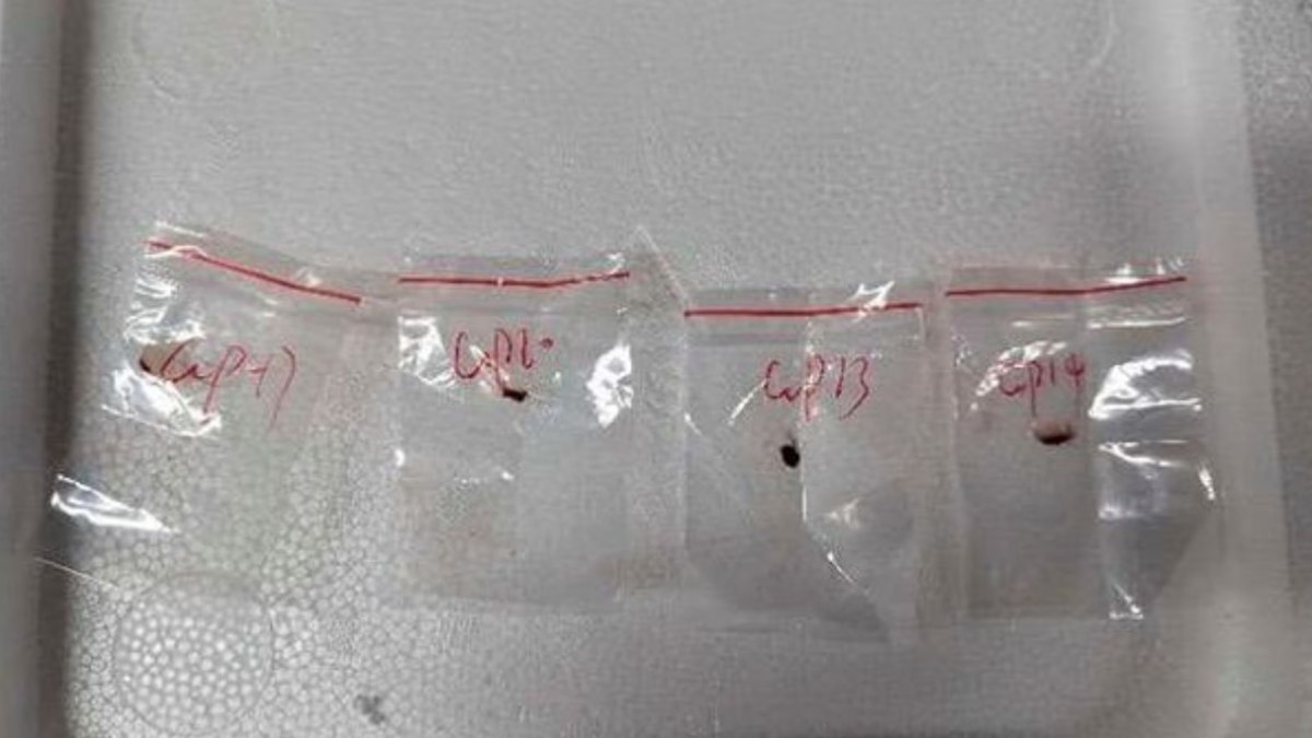 O fungo foi descoberto por agentes da alfândega em julho do ano passado O fungo foi descoberto por agentes da alfândega em julho do ano passado