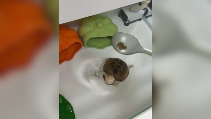 Tartaruga incansável prova que fome é o melhor treino; vídeo