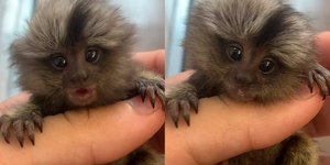 Sagui viraliza nas redes sociais pelo tamanho: "Tão fofo"