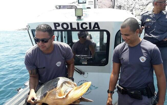 Tartaruga foi solta pela Polícia Militar Ambiental no final de 2017