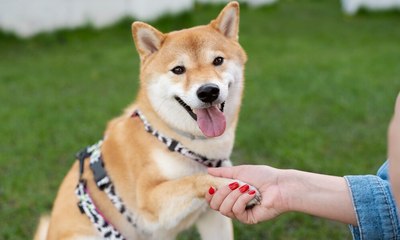 Estudo revela quantas palavras um cão entende