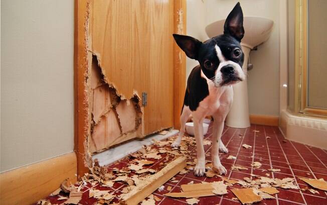 Conheça algumas dicas para evitar que seu cão destrua os móveis e objetos da casa
