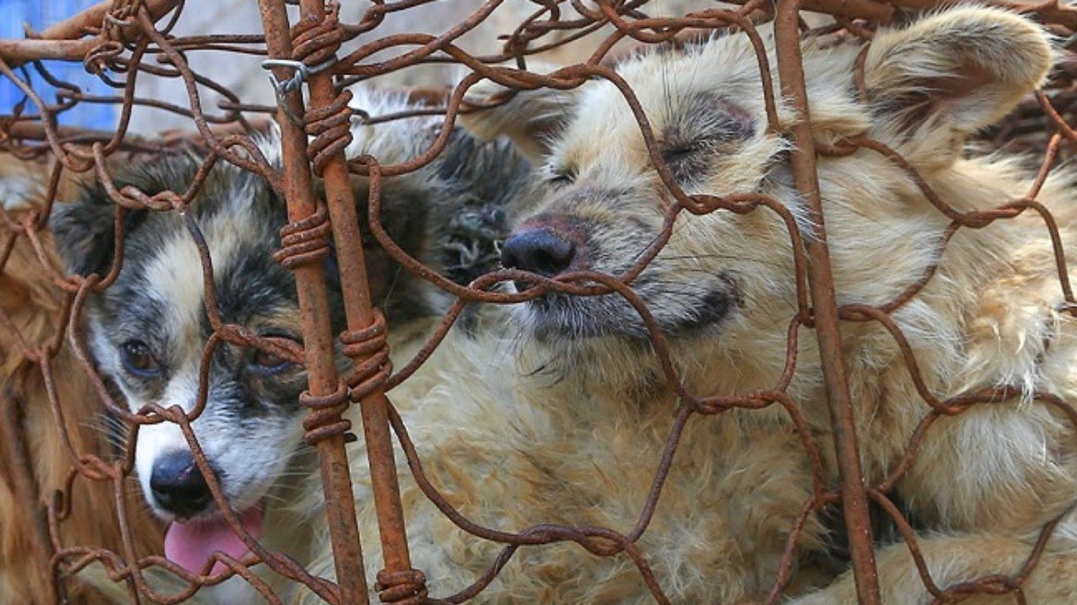 Cães presos em gaiola sem espaço para se movimentarem