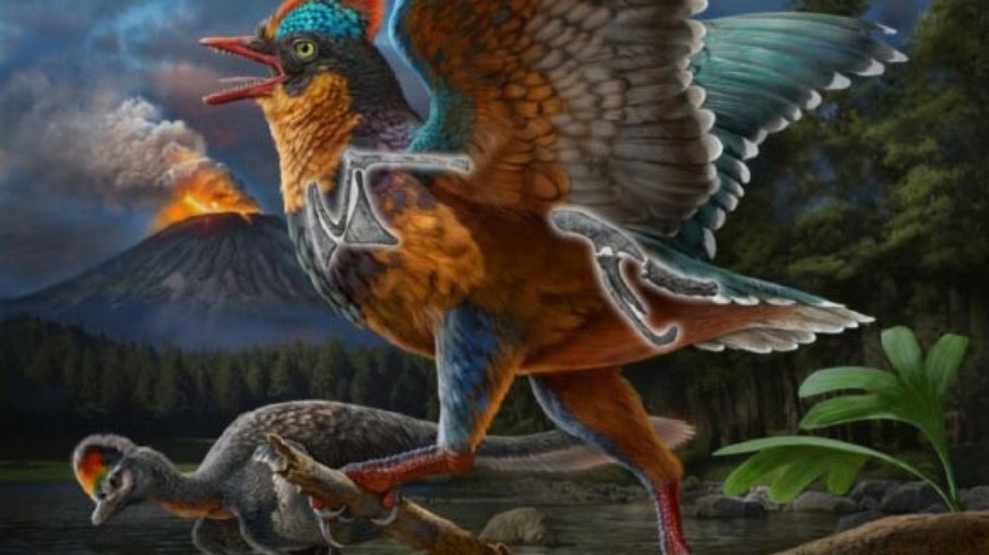 Baminornis zhenghensis. Baminornis zhenghensis.