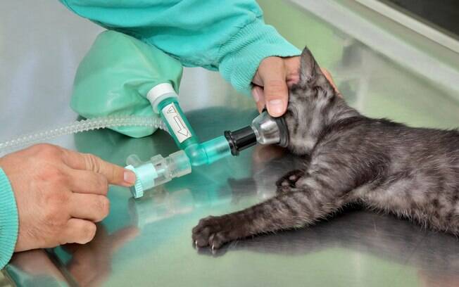 É obrigação do veterinário instruir os donos com o passo a passo para preparar o bichinho