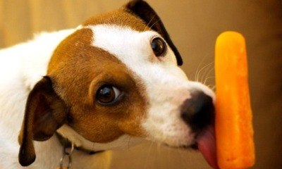 Dicas para preparar sorvetes naturais para os pets no calor