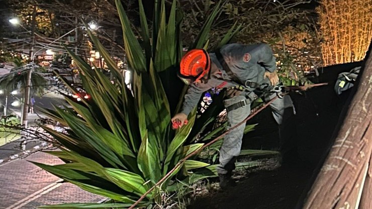 Bombeiros fazem rapel para resgatar gato em Ilhabela