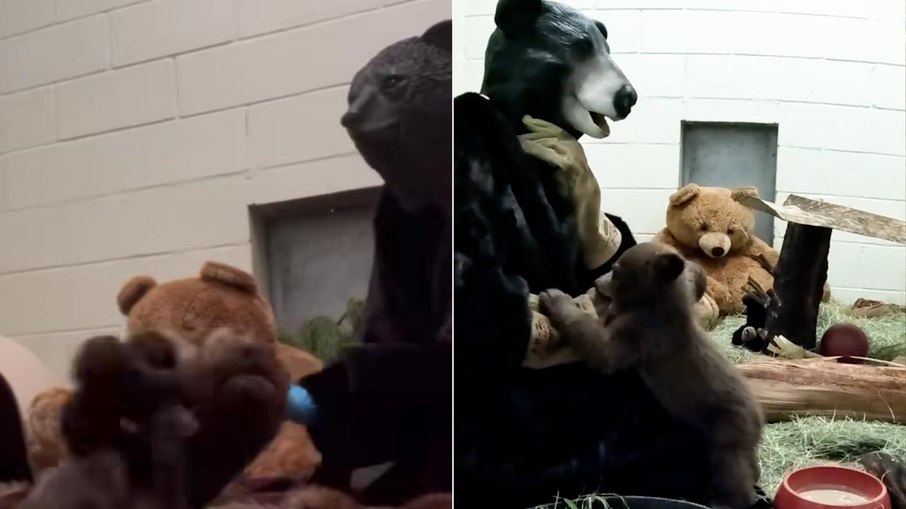 Os trabalhadores são instruídos a se comportarem como os animais.