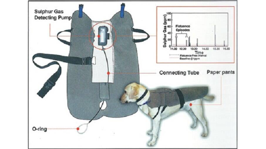 Colete produzido para medir níveis de gases expelidos pelos cães
