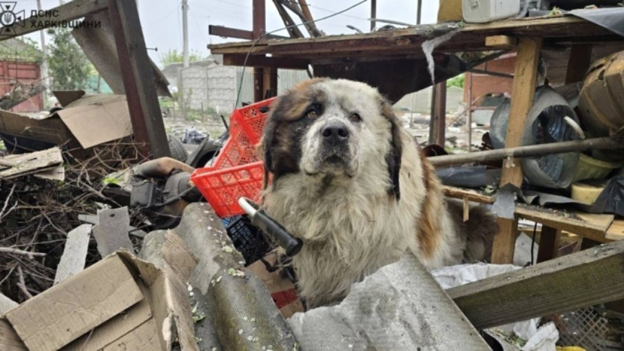 Cachorro sobreviveu após a explosão de uma bomba russa na cidade de Derhachi, na Ucrânia 