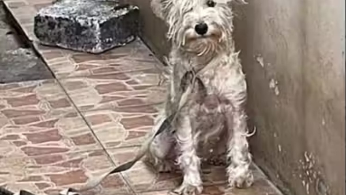 Cachorrinha resgatada mostra transformação inspiradora Cachorrinha resgatada mostra transformação inspiradora