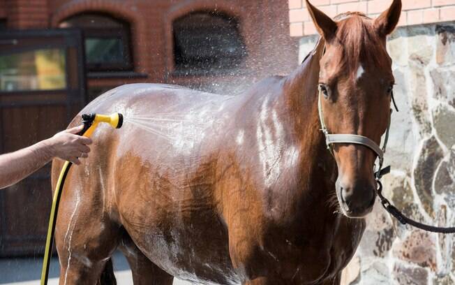 Cavalos gostam de tomar banho