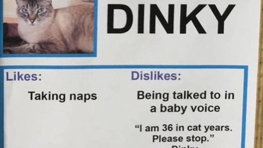 O gatinho Dinky ama sonecas e odeia que falem com ele com voz de bebê; veja outras descrições engraçadas