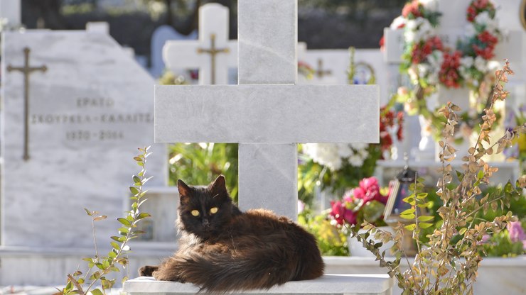 Alesp aprova projeto que permite sepultamento de pets com tutores