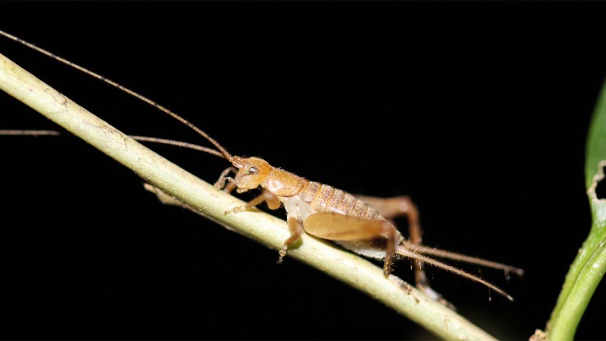 Aphonodiacanthus chlorops (subfamília Tafaliscinae) é incapaz de emitir ou captar sons, por não possuir asas nem tímpanos Aphonodiacanthus chlorops (subfamília Tafaliscinae) é incapaz de emitir ou captar sons, por não possuir asas nem tímpanos