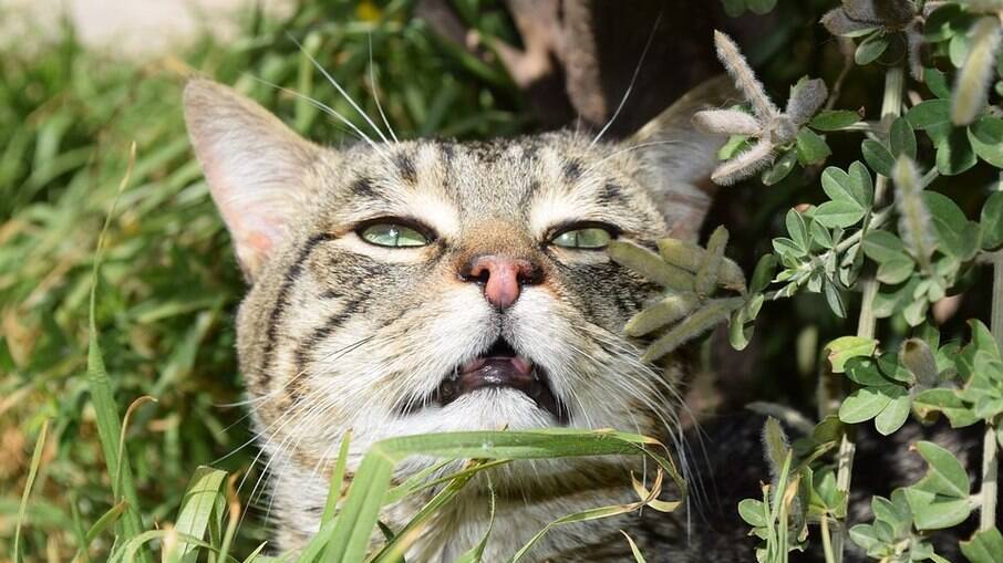 Cheiros de plantas podem causar espirros nos gatinhos 