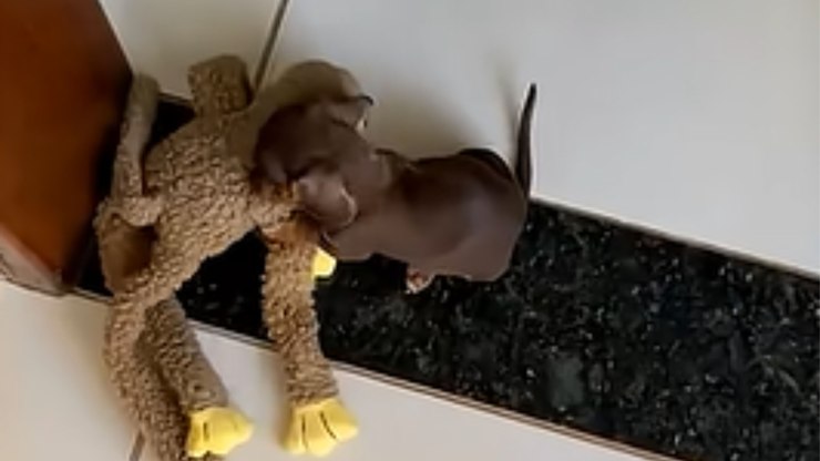 Filhote de salsicha com ursinho é “barrado” pelo vento