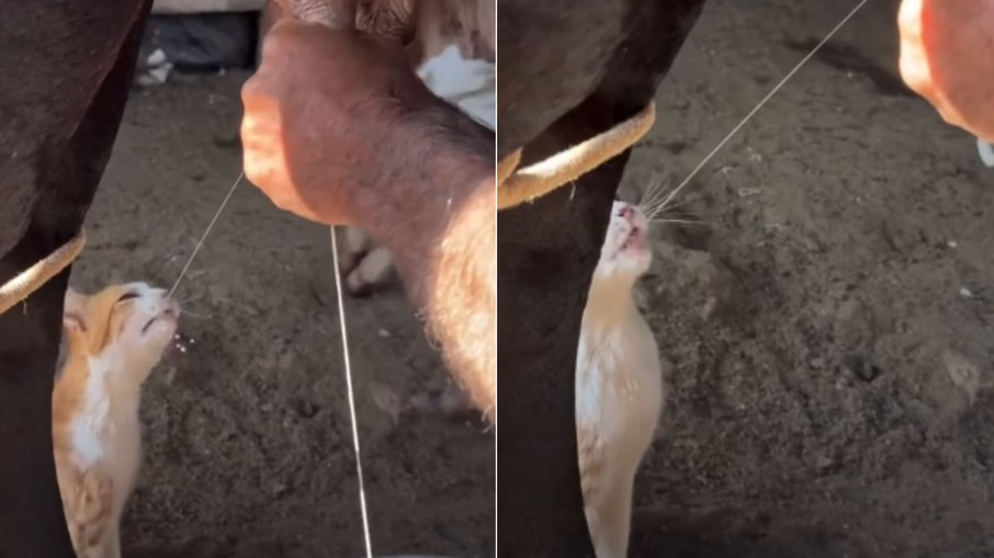 Gatinha acompanha ordenha e espera diariamente por gole de leite