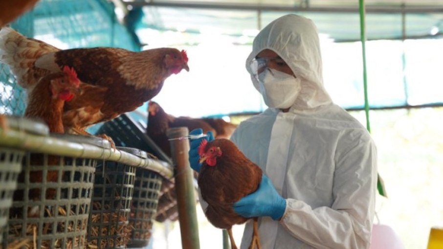 Ministérios articulam cooperação para combate à gripe aviária