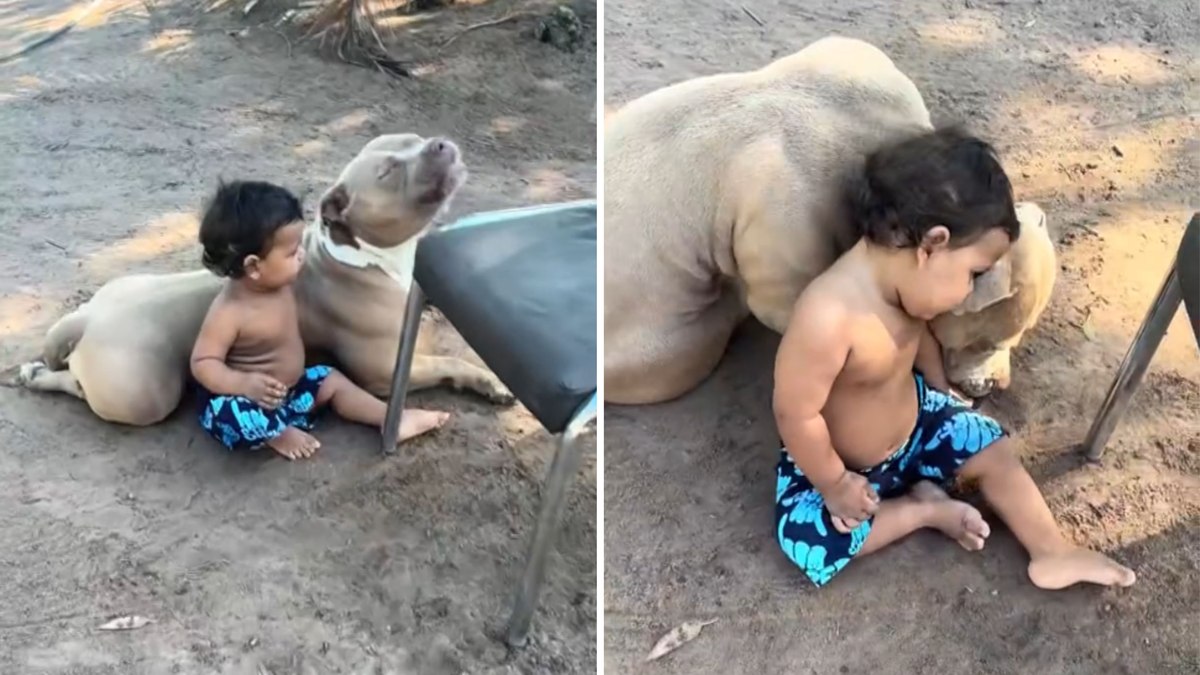 Cachorro faz companhia para menino enquanto mãe trabalha
