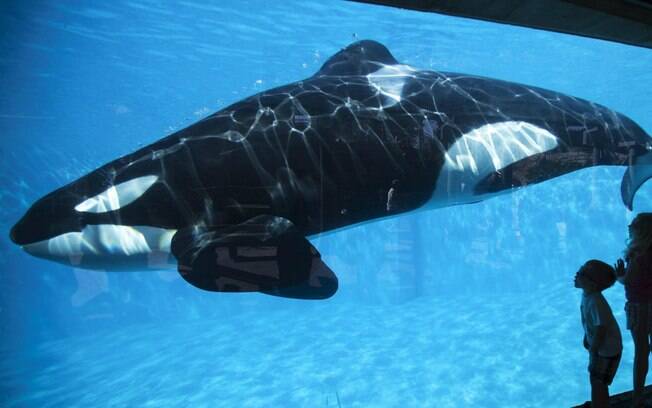 Morre a última baleia orca nascida em cativeiro no parque SeaWorld