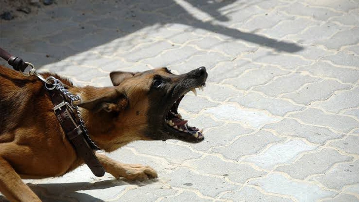 Agosto é o mês do “cachorro louco”? A verdade por trás do mito
