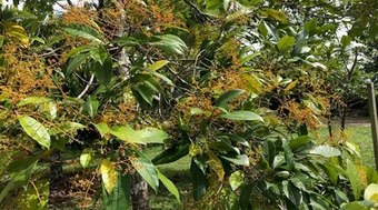 Como%20a%20ci%C3%AAncia%20quer%20salvar%20o%20pau-rosa%20na%20Amaz%C3%B4nia