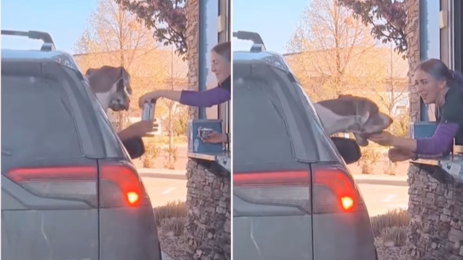 Vídeo de cachorro ganhando chantilly em drive-thru viraliza e gera alerta Vídeo de cachorro ganhando chantilly em drive-thru viraliza e gera alerta