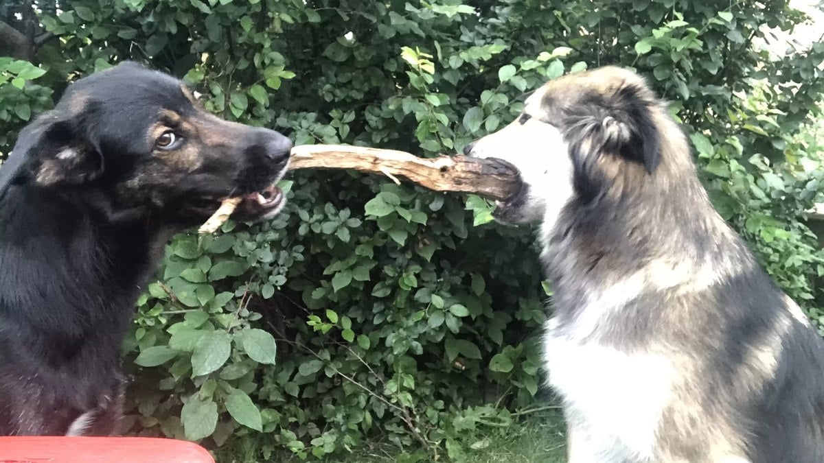 Rollo e Sadie são grandes amigos desde a primeira vez que se viram