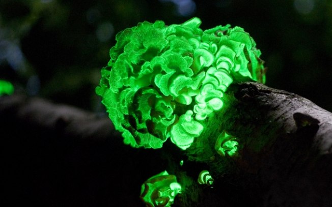 Fungos bioluminescentes podem ser a chave para tecnologia de luz natural