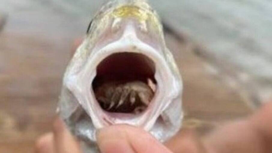 Peixe é encontrado com parasita que come língua