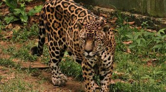 On%C3%A7a-pintada%20do%20Ex%C3%A9rcito%20alcan%C3%A7a%20recorde%20mundial