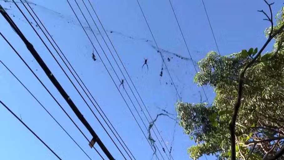 Teias gigantes de aranhas viram atração em avenida de BH Teias gigantes de aranhas viram atração em avenida de BH