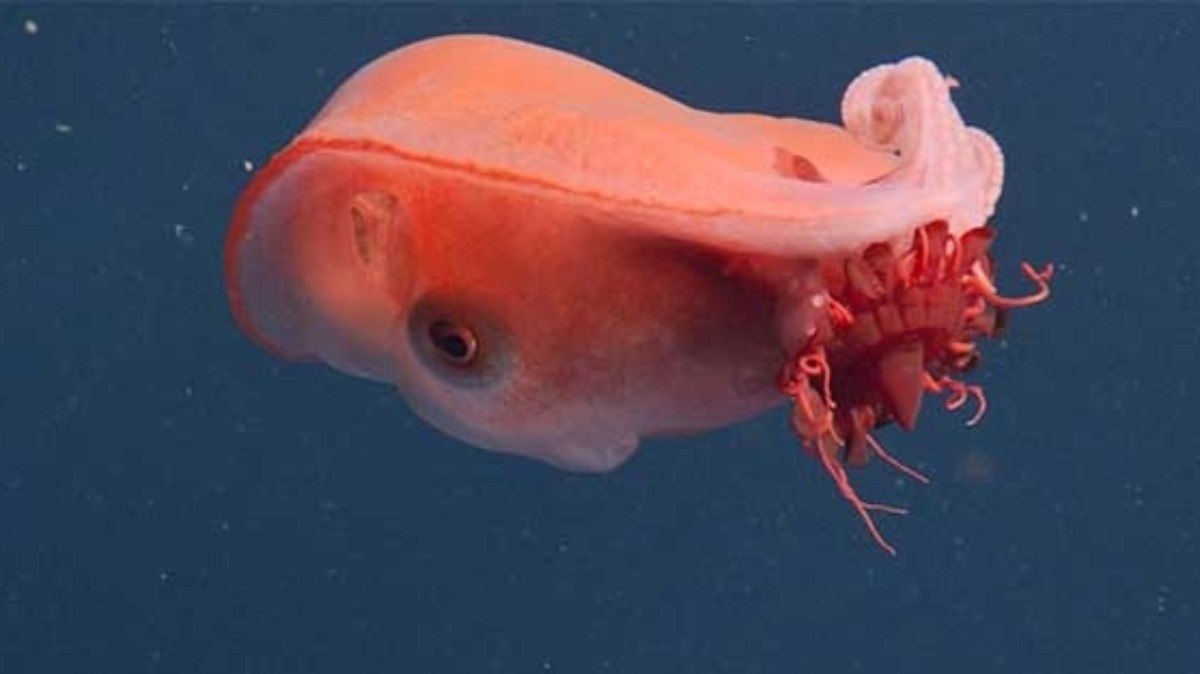 Triatleta filma raro caxinguelê durante treino