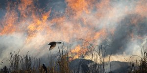 Eucaliptos de 70 anos aceleram incêndios em Portugal; entenda