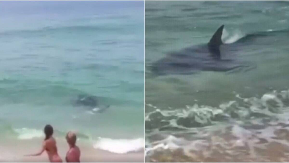 VÍDEO: tubarão é flagrado nadando em praia do RJ e assusta banhistas