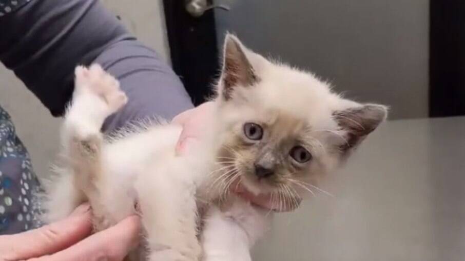 Este gatinho tem uma das patas totalmente ao contrário 