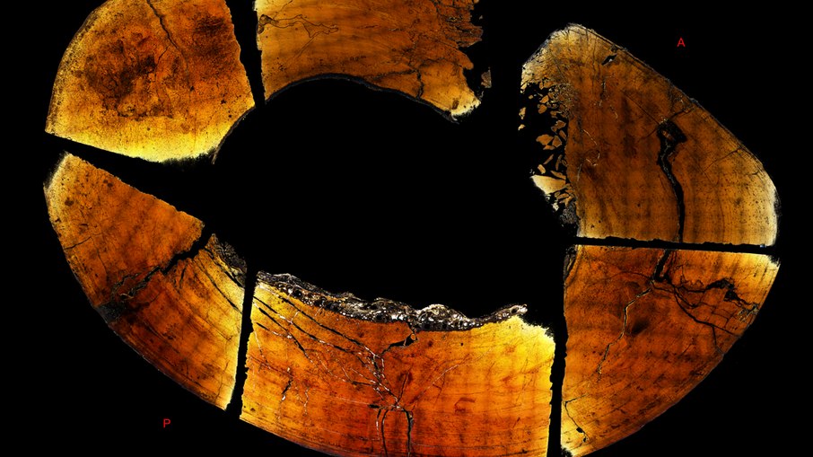 Seção transversal de um osso de Tyrannosaurus rex revela anéis de crescimento semelhantes aos de árvores, usados por cientistas para estimar a idade e mostrar que o animal continuava crescendo até cerca dos 40 anos Seção transversal de um osso de Tyrannosaurus rex revela anéis de crescimento semelhantes aos de árvores, usados por cientistas para estimar a idade e mostrar que o animal continuava crescendo até cerca dos 40 anos