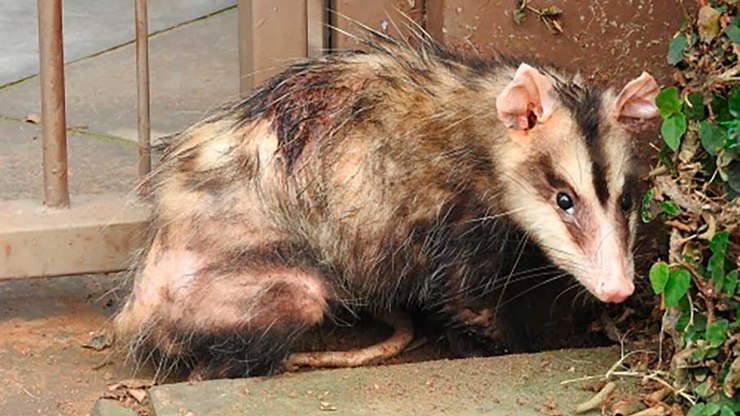 Primavera é a época de reprodução dos gambás; por que preservá-lo?