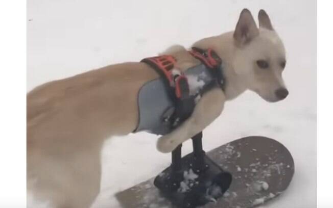 Cachorro deficiente com prótese se diverte na neve