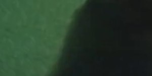 Manjubinhas formam lindo cardume nas águas de Copacabana