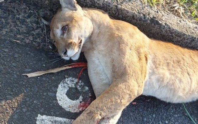 Onça-parda morre atropelada na Rodovia Washington Luís Onça-parda morre atropelada na Rodovia Washington Luís