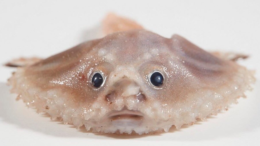 Um peixe-pescador da família Ogcocephalidae, também conhecido como peixe-morcego, encontrado em oceanos tropicais de todo o mundo Um peixe-pescador da família Ogcocephalidae, também conhecido como peixe-morcego, encontrado em oceanos tropicais de todo o mundo