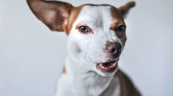 Agressividade e reatividade em cães: existe diferença?